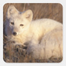 Search for national animal stickers Carnivore