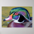 Search for drake art Colourful