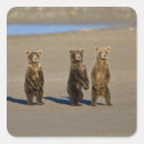 Search for bear hunting stickers Wildlife