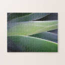 Search for succulent puzzles Leaf