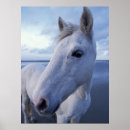 Search for caballus posters Ranch