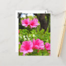 Search for azaleas postcards Pink