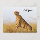 Search for cheetah postcards Safari