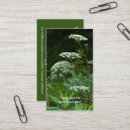Search for daucus Daucus carota