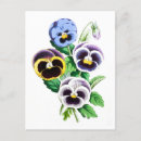 Search for pansy flower postcards Botanical