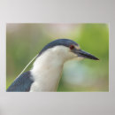 Search for wild birds posters Photography