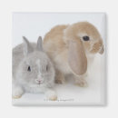 Search for lop magnets Horizontal