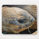 Search for tortoise mousepads Animals