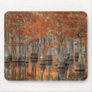 Search for cypress tree mousepads George smith state park