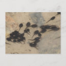 Search for tadpole postcards Toad