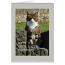 Search for angry cat Birthday