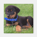Search for pup magnets Funny