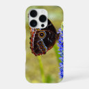 Search for morpho iphone cases Blue morpho butterfly