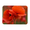 Search for nancy magnets Jaynes gallery