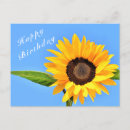 Search for happy birthday sunflower postcards Sky