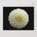 Search for macro postcards Blossom