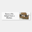 Search for kittens bumper stickers Rescue