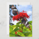 Search for pollinators cards Butterflies