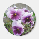 Search for pansies magnets Nature