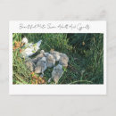 Search for mute postcards Beautiful