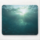 Search for agility mousepads Activity
