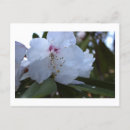 Search for white flower postcards Photography