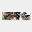 Search for australian shepherd bumper stickers Puppy