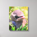 Search for fledgling Cute