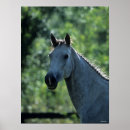 Search for warmblood posters Grey