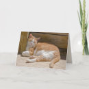 Search for tabby cards Kitty