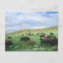 Search for prairie postcards National park