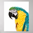 Search for tropical bird posters Animal