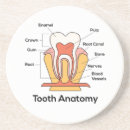Search for anatomy coasters Health