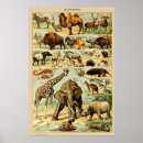 Search for mammal art Wildlife