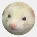 Search for furry face stickers Animal