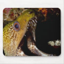 Search for reef fish mousepads Underwater