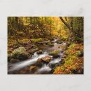 Search for fall colours postcards Forest