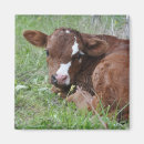 Search for cattle photography White