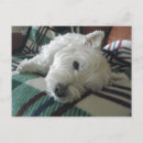 Search for westies postcards Funny