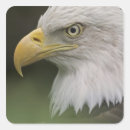 Search for eagle feathers stickers Wildlife
