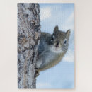 Search for gray squirrel Critter