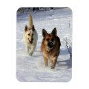 Search for pam cards Canine photographer