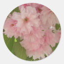 Search for cherry tree blossoms stickers Flowers