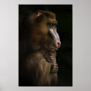 Search for baboon posters Safari
