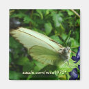 Search for farfalla Butterflies