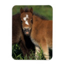 Search for miniatures magnets Horse