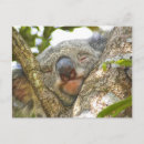 Search for koala bear postcards Cute