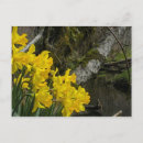 Search for multi region postcards Yellow