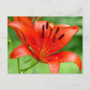 Search for firecracker postcards Flowers