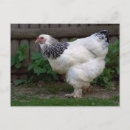 Search for hen postcards Animal